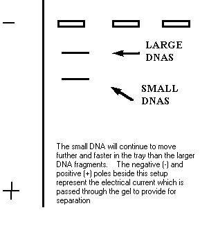 Electrophoresis lab report