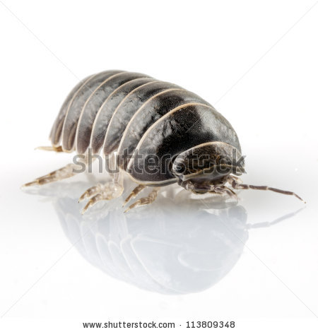 Pill bug lab report